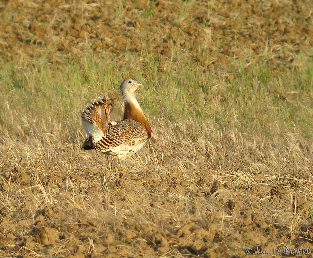 Great Bustard male adult, Behaviour