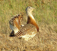 Great Bustard