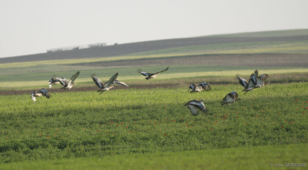 Great Bustard