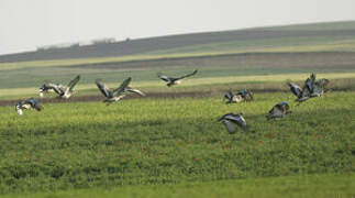 Great Bustard