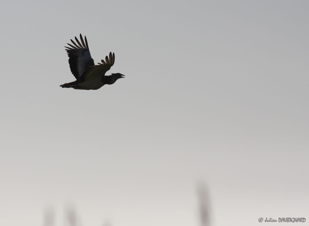 Great Bustard male, Flight