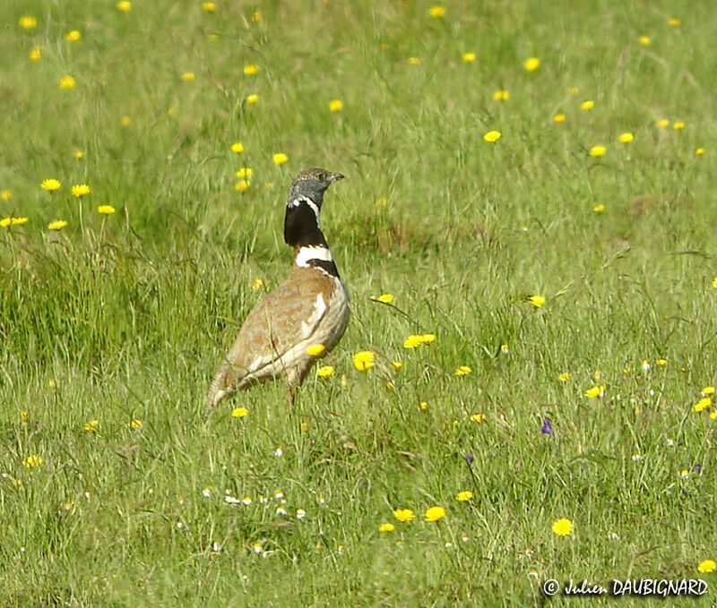 Outarde canepetière mâle