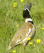 Little Bustard