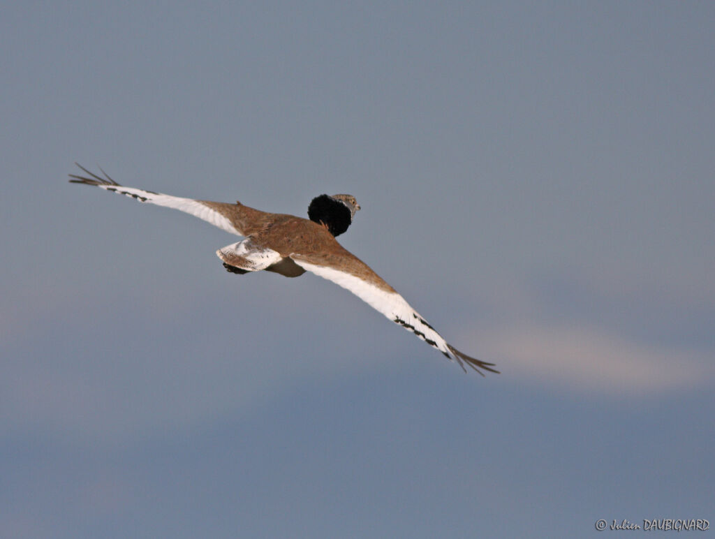 Little Bustard male, Flight