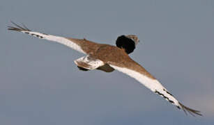 Little Bustard