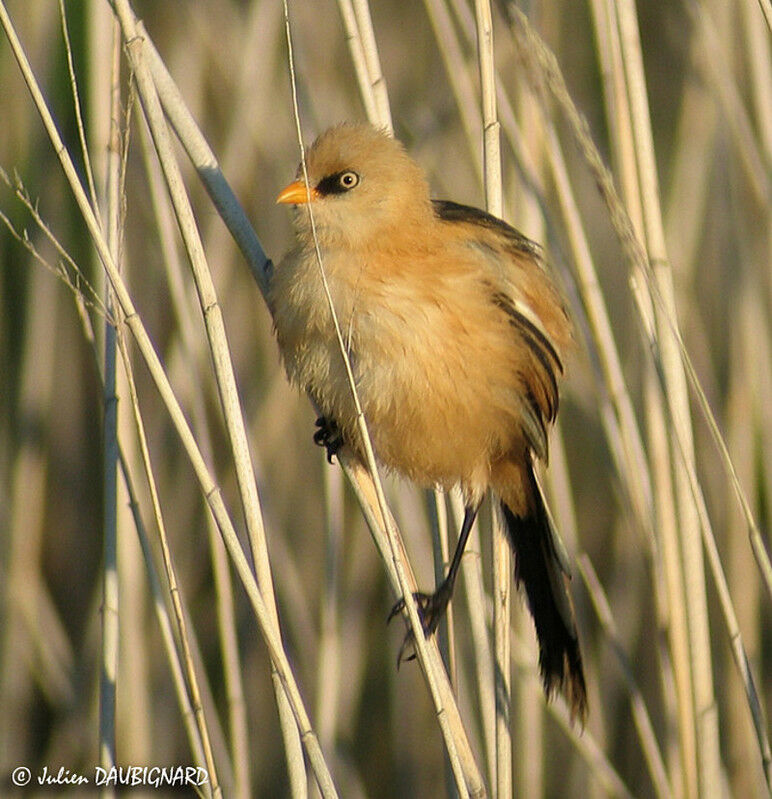 Bearded Reedling