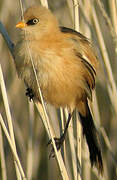 Bearded Reedling