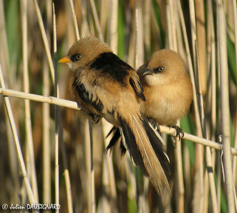 Bearded Reedling