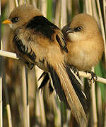 Bearded Reedling