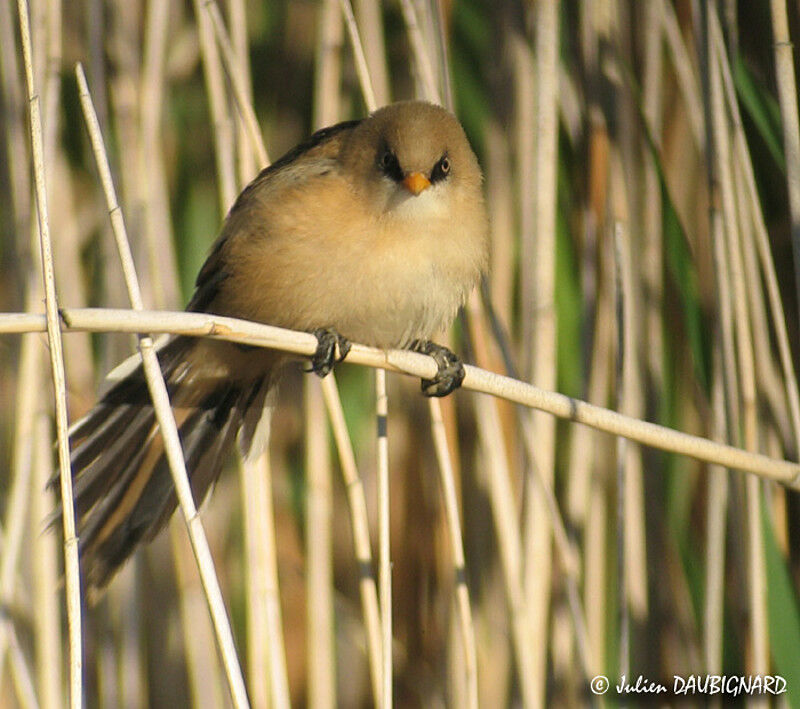 Bearded Reedling