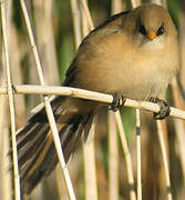 Bearded Reedling