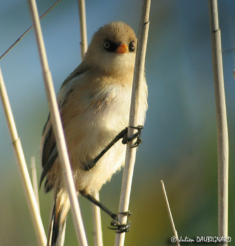 Bearded Reedling