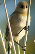 Bearded Reedling