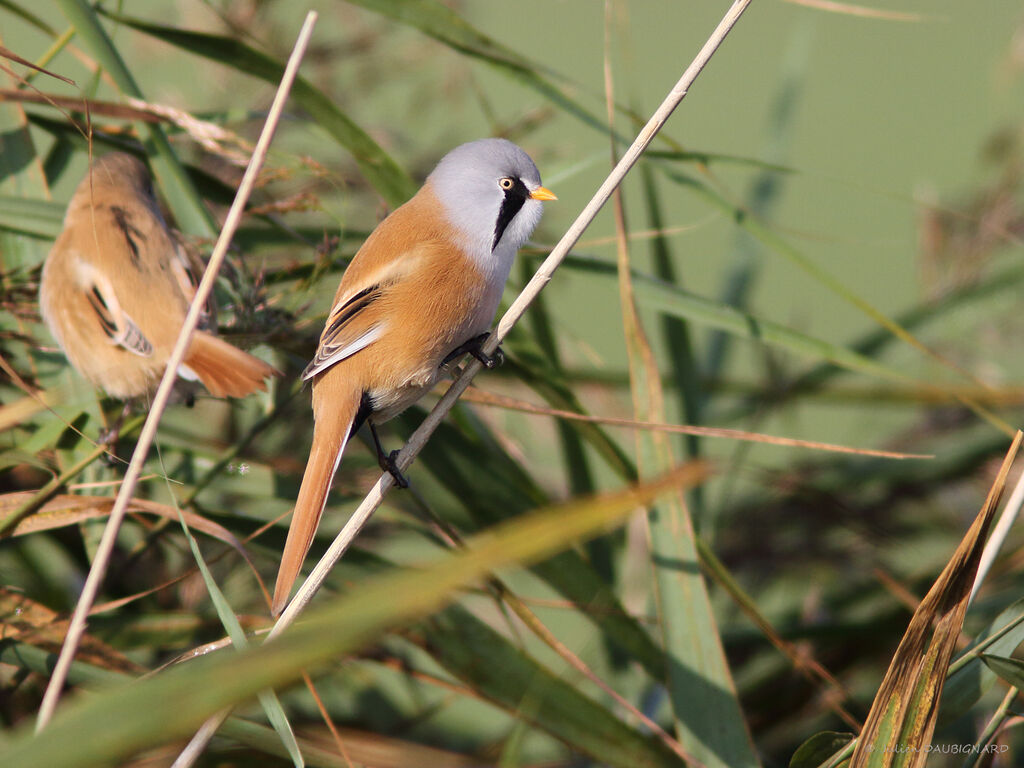 Bearded Reedling male, identification