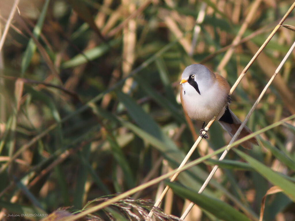 Bearded Reedling male adult, identification