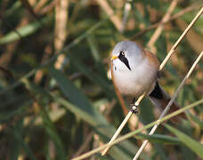 Bearded Reedling