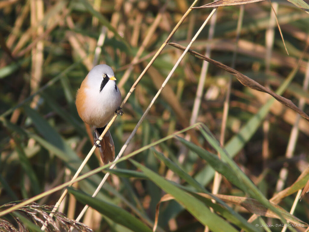 Bearded Reedling male adult, identification