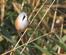 Bearded Reedling