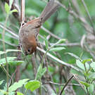 Paradoxornis de Webb