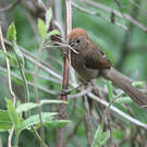 Paradoxornis de Webb