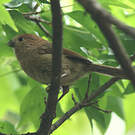 Paradoxornis de Webb