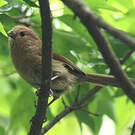 Paradoxornis de Webb
