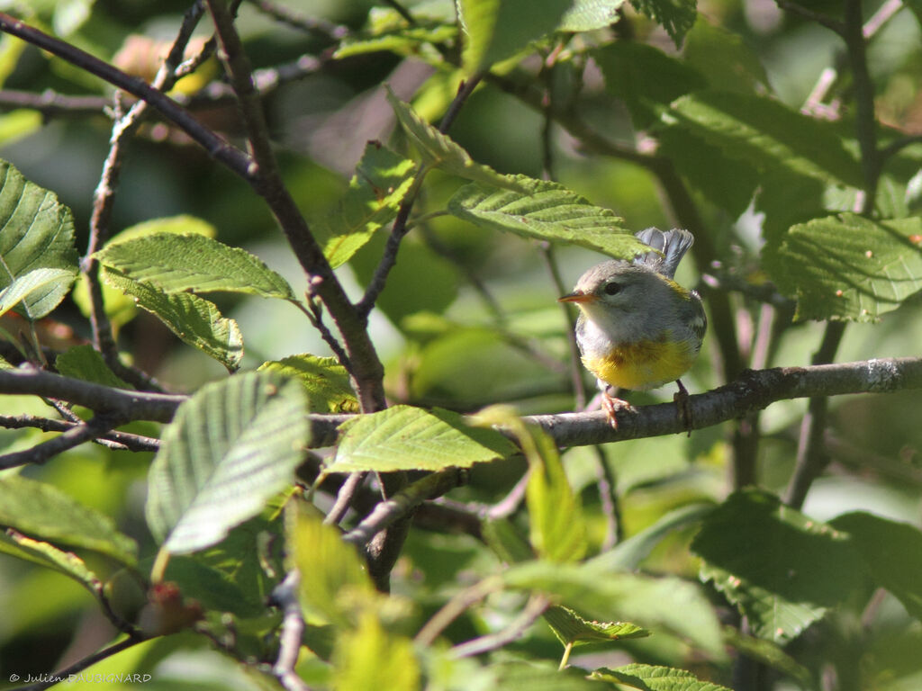 Northern Parula, identification