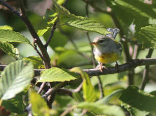 Paruline à collier