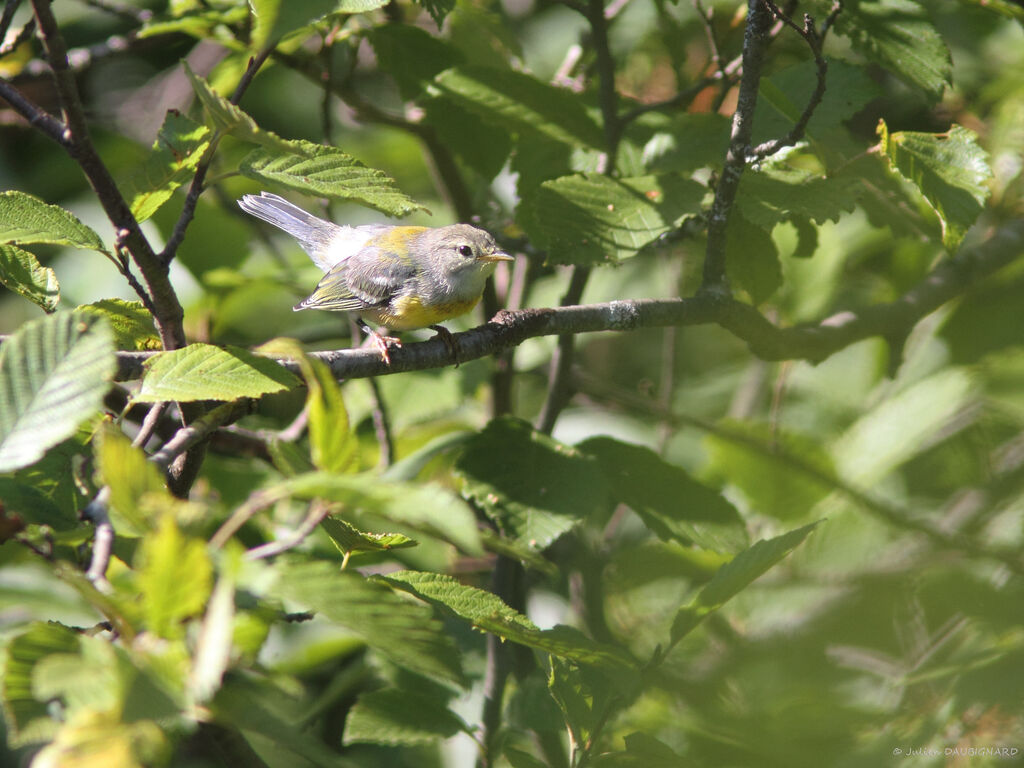 Northern Parula, identification