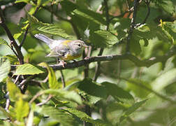 Northern Parula