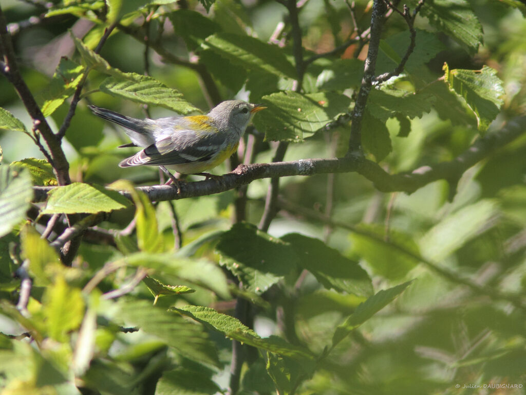 Northern Parula, identification