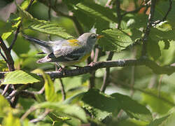 Northern Parula