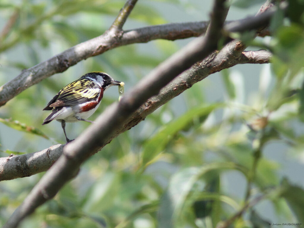 Chestnut-sided Warbler, identification