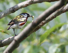 Chestnut-sided Warbler