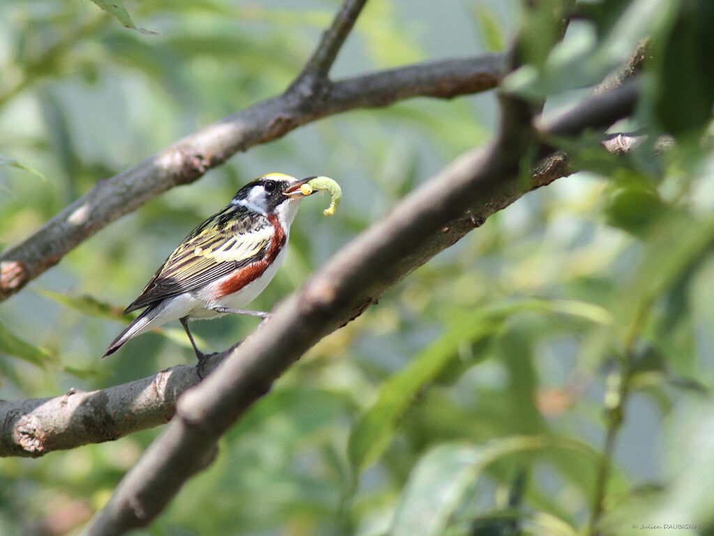 Chestnut-sided Warbler, identification