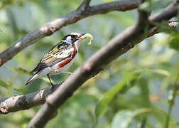 Chestnut-sided Warbler