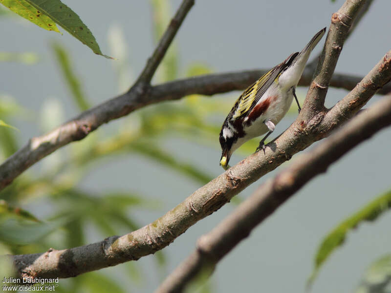 Chestnut-sided Warbler male adult, identification, feeding habits, fishing/hunting