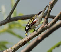 Chestnut-sided Warbler