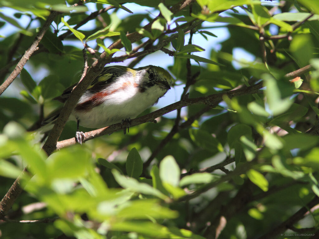 Chestnut-sided Warbleradult, identification