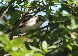 Chestnut-sided Warbler