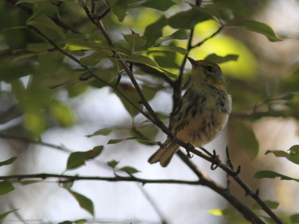 Black-throated Green Warbler, identification