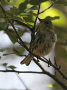 Black-throated Green Warbler