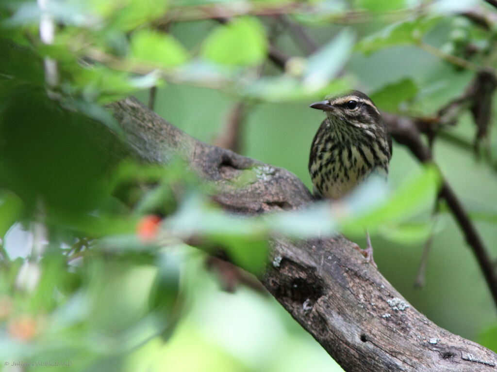 Northern Waterthrush, identification