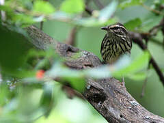 Northern Waterthrush