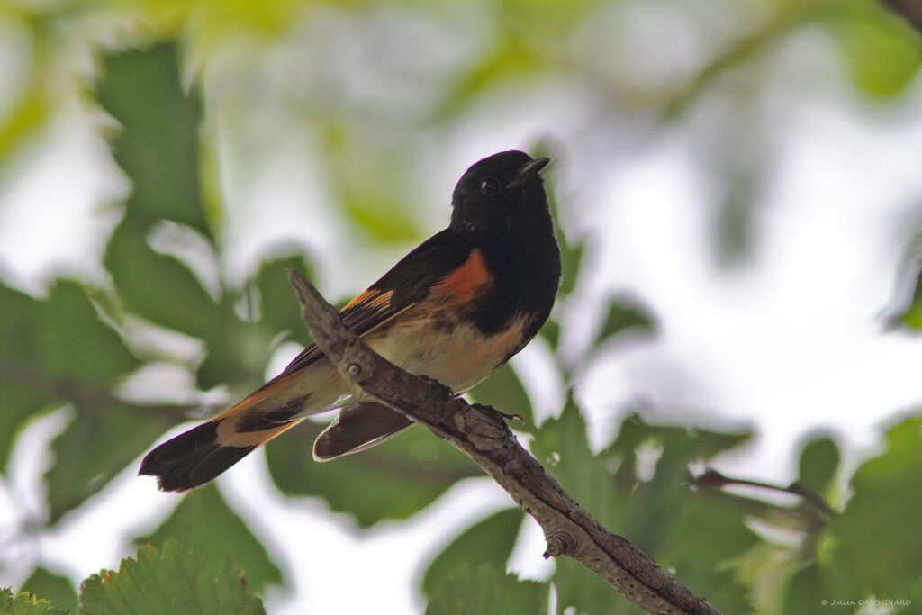 American Redstart, identification