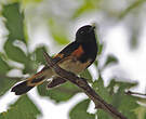 Paruline flamboyante