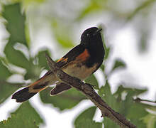 Paruline flamboyante