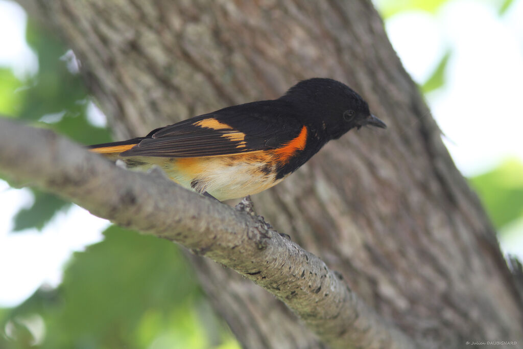 Paruline flamboyante