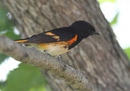 American Redstart