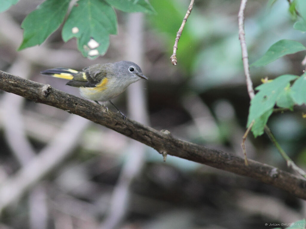 American Redstart female, identification